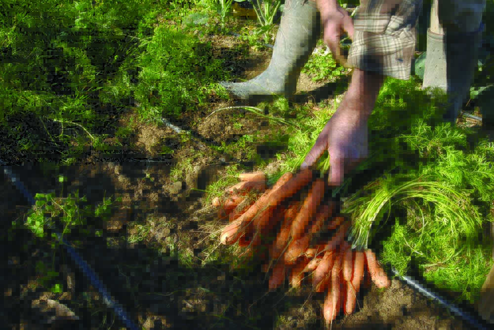 Photo de producteur ramassant les carottes dans son jardin