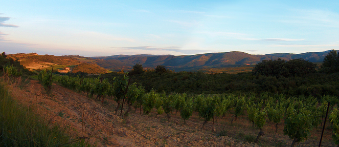 Photo des vignes du Domaine Combe Blanche, Hérault