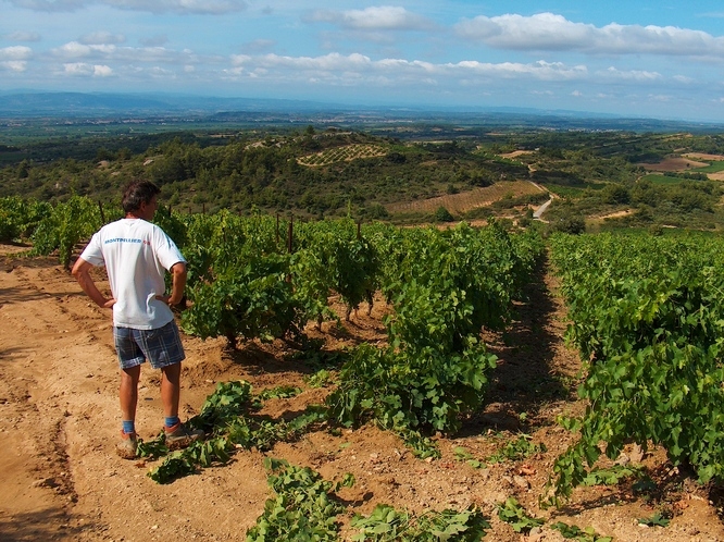 Photo d'Ambroise dans ses vignes bio du Domaine Combe Blanche, Hérault