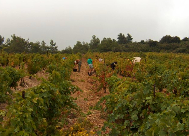 Photo des vendanges dans les vignes bio du Domaine Combe Blanche, Hérault