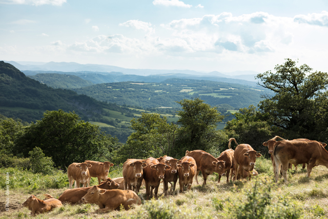 Vaches du Parc naturel du Haut Languedoc