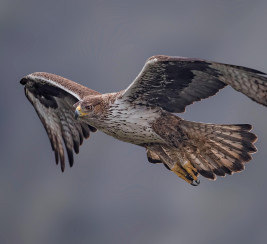 aigle de Bonelli